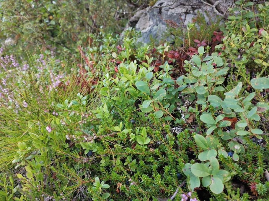 Na Er Vinteren Kommet Til Hallingdal Ål Exterior foto