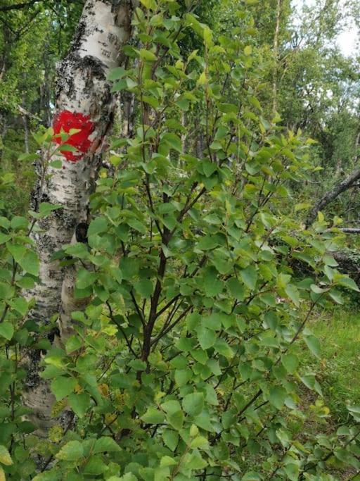 Na Er Vinteren Kommet Til Hallingdal Ål Exterior foto